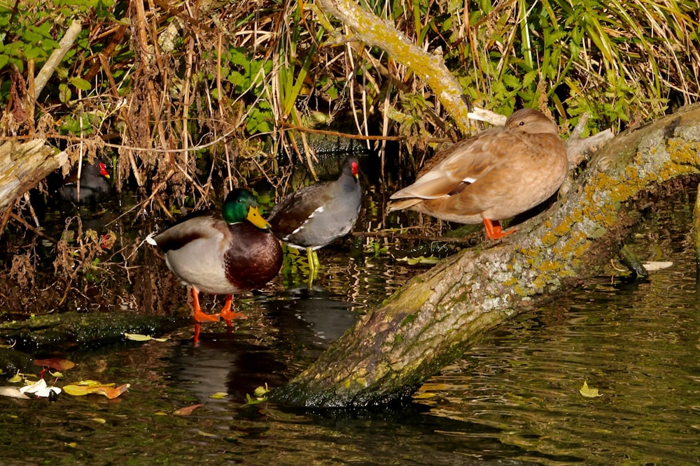 a couple of ducks standing on top of a tree branch