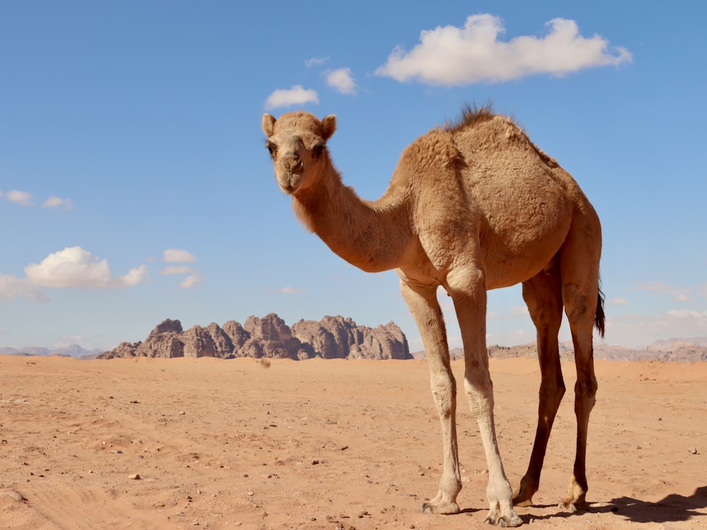 un chameau debout au milieu d’un désert
