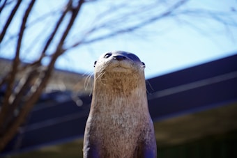 An otter is looking upward against a backdrop of a blue sky and bare tree branches. The otter's fur is sleek and shiny, and its whiskers are prominently visible. The image captures the otter in an outdoor setting with blurred structures in the background.