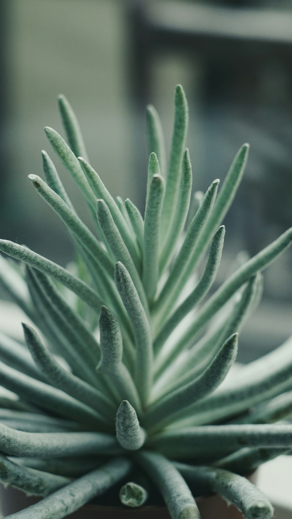 a close up of a plant in a pot