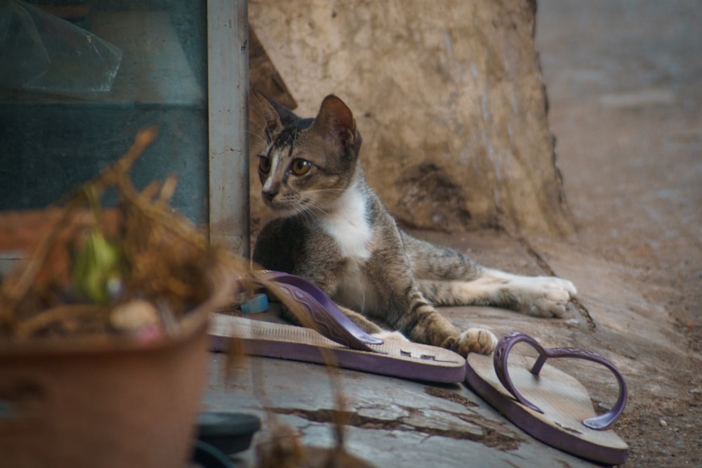 a cat laying on the ground next to a pair of scissors