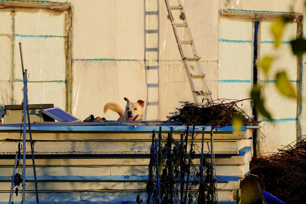 a dog sitting on top of a boat in the water