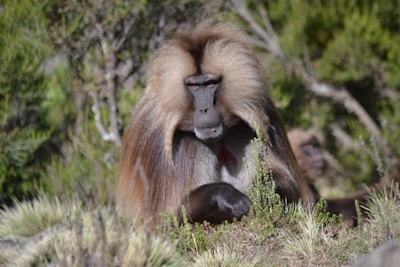 A calm, confident predator standing firm amidst chaotic chimps in a vibrant forest.
