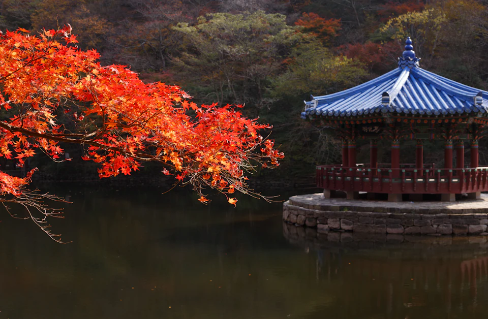Red maples beside a traditional pavilion on a pond