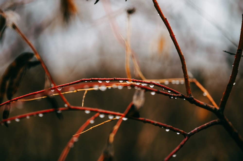 a close up of a tree branch with drops of water on it