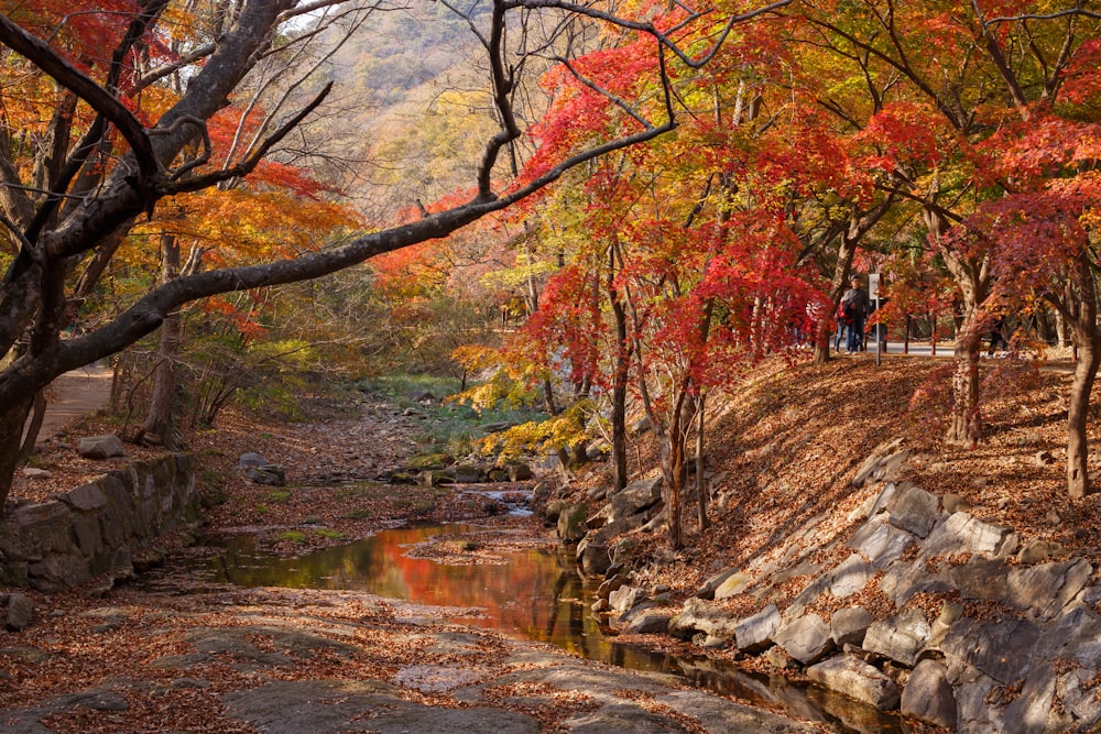 a stream running through a forest filled with trees