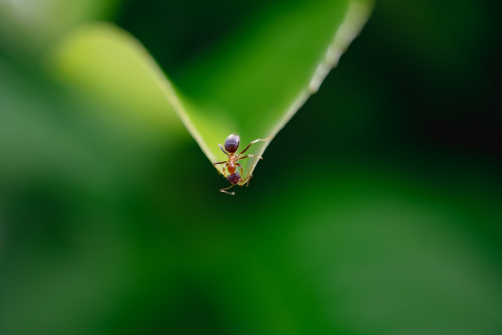 a small insect sitting on top of a green leaf