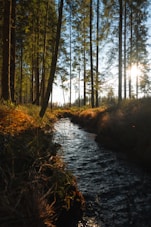 a stream running through a lush green forest