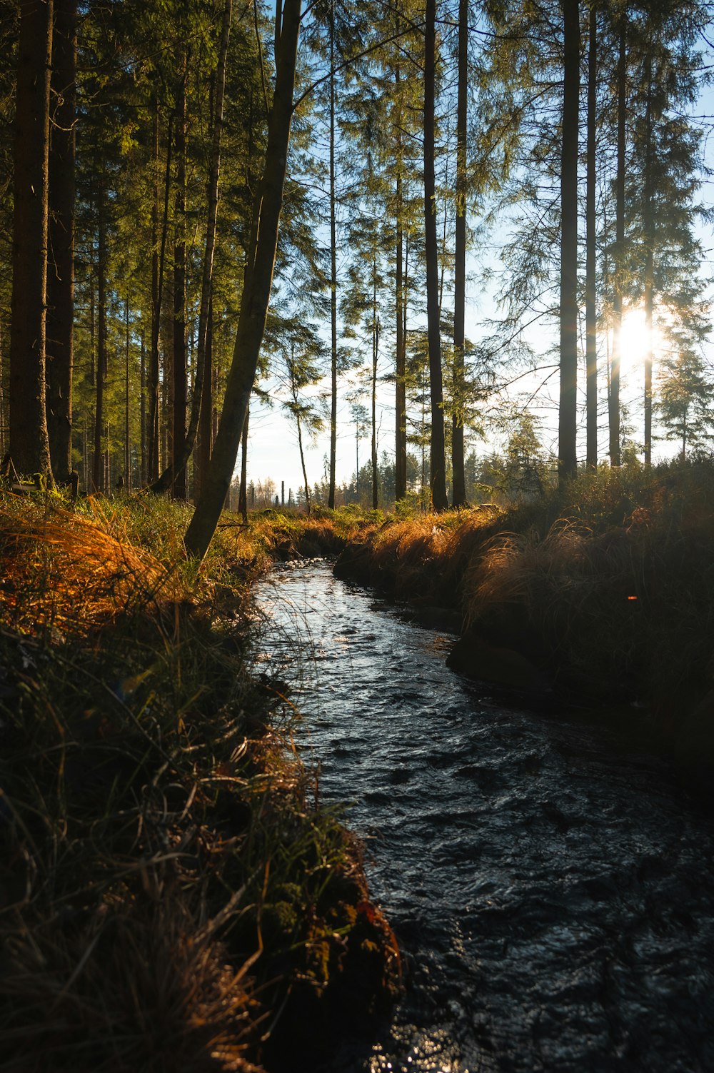 a stream running through a lush green forest