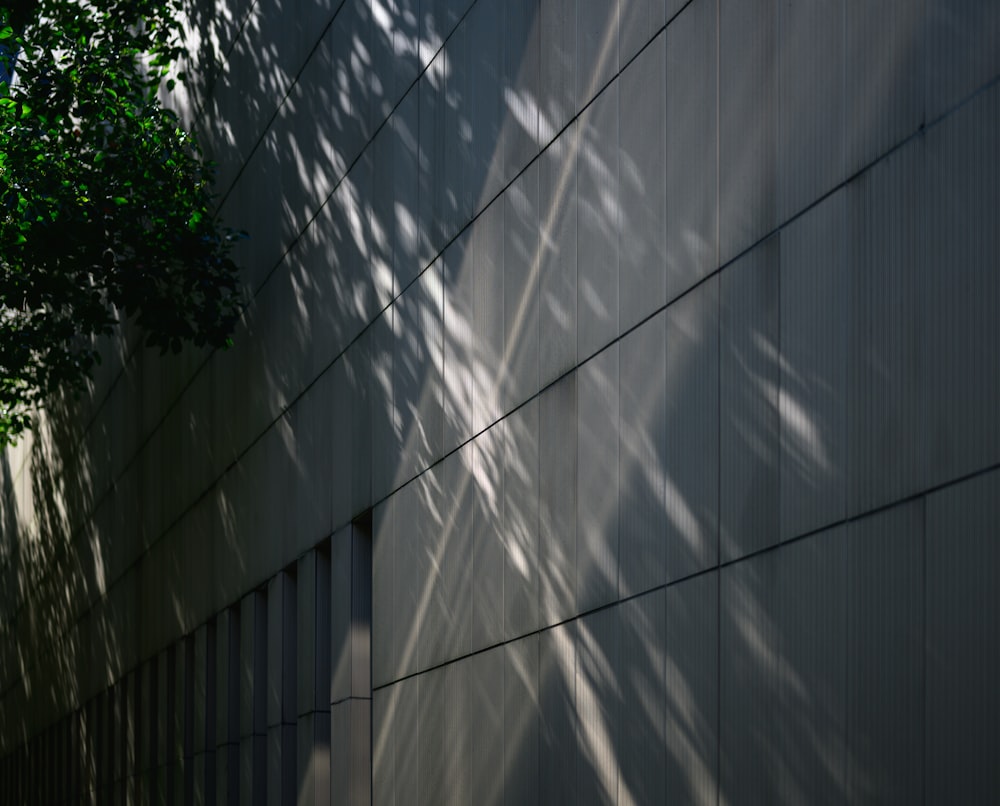 a tree casts a shadow on a wall