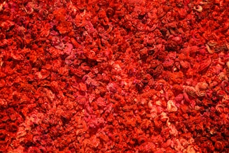 a close up of a bunch of red flowers