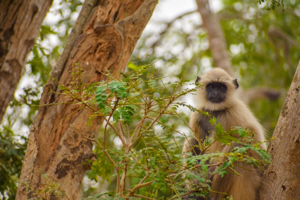 Un mono está sentado en un árbol mirando a la cámara