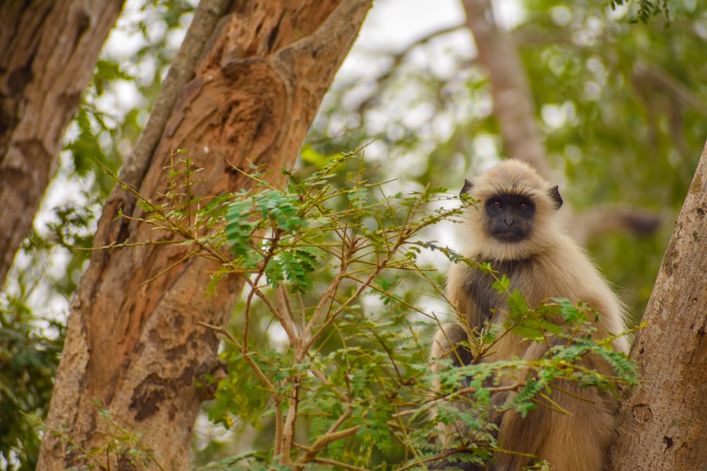 a monkey is sitting in a tree looking at the camera