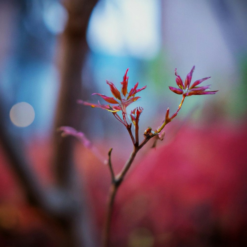 a close up of a plant with red flowers