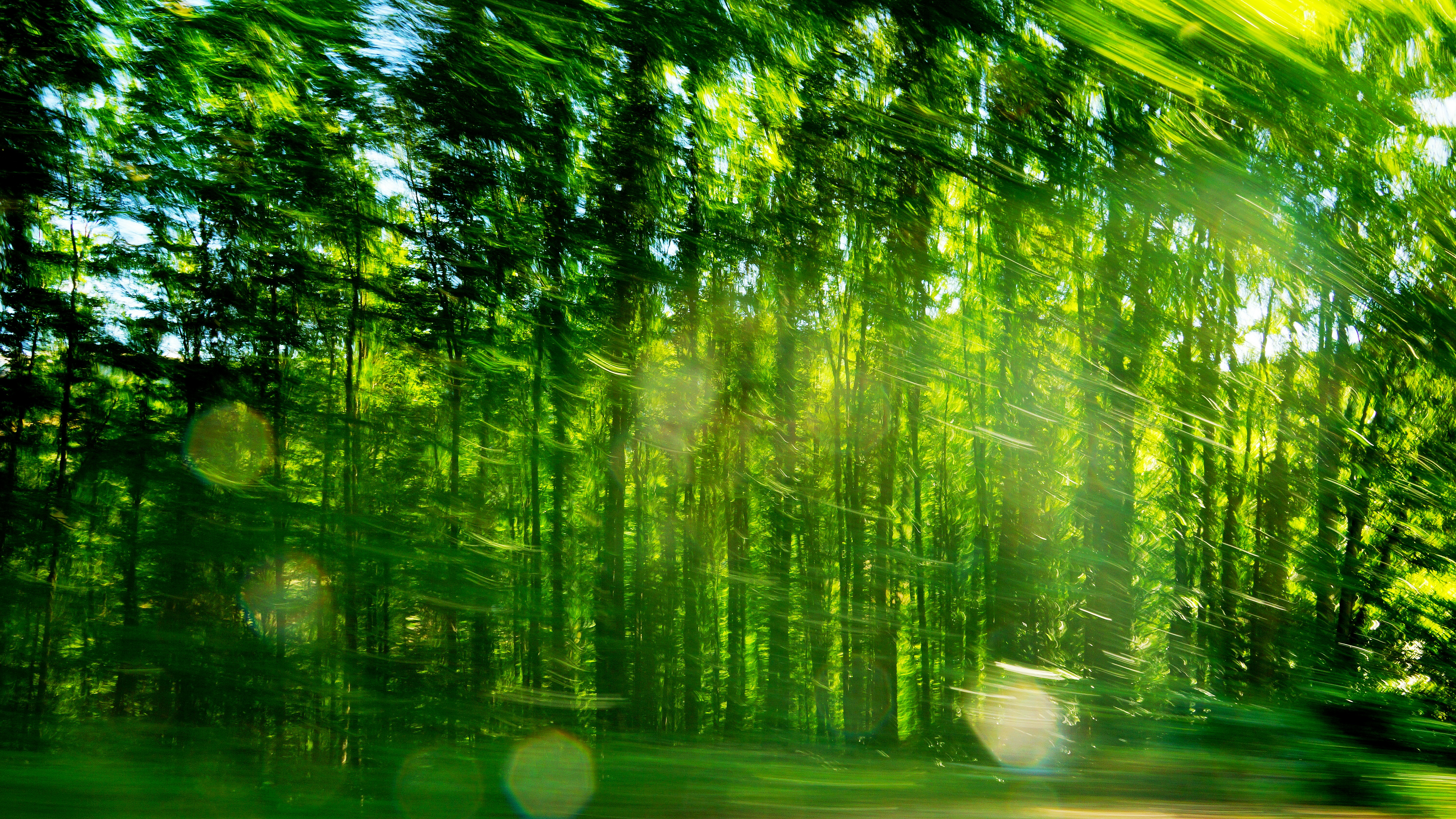 Vibrant Forest Dream