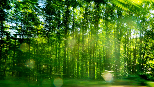 A vibrant digital painting of a serene forest scene with glowing light effects.