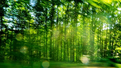 A vibrant wall mural featuring a serene forest scene with sunlight filtering through tall trees.