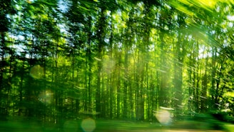 A vibrant watercolor painting of a forest scene with sunlight filtering through leaves.