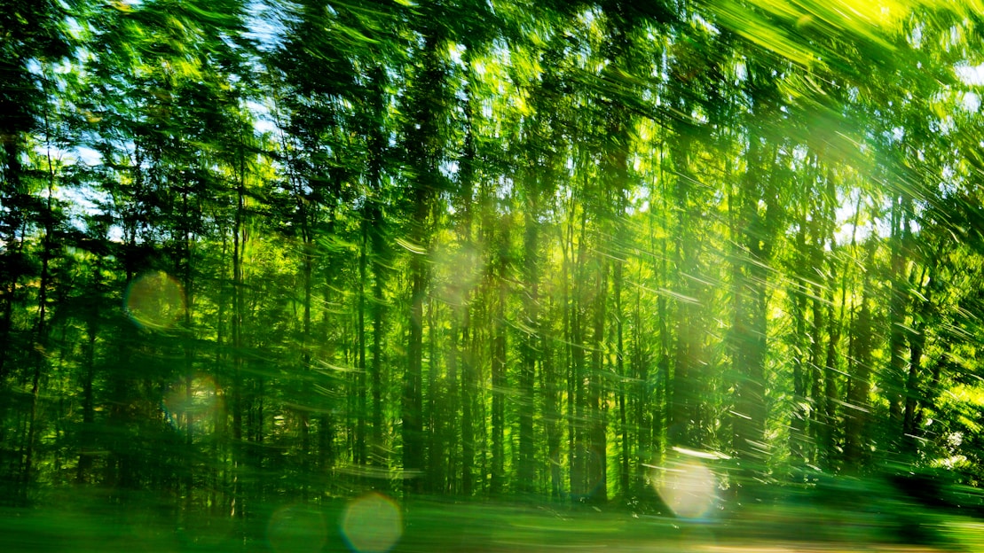 A vibrant watercolor painting of a forest scene with sunlight filtering through leaves.