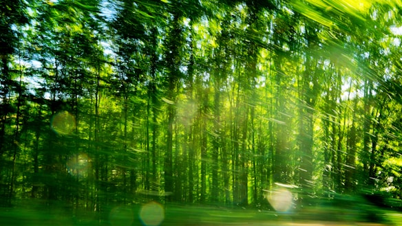 A vibrant forest scene with light streaming through dense green foliage, creating a blurred, dynamic effect. The sunlight filters through the trees, casting various shades and hues across the image.