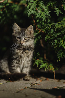 A fluffy kitten playfully chasing a squirrel in a sunlit garden filled with blooming flowers.