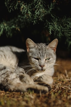 a cat laying on the ground next to a tree