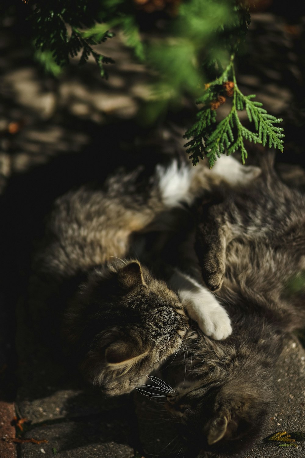 a couple of cats laying next to a tree