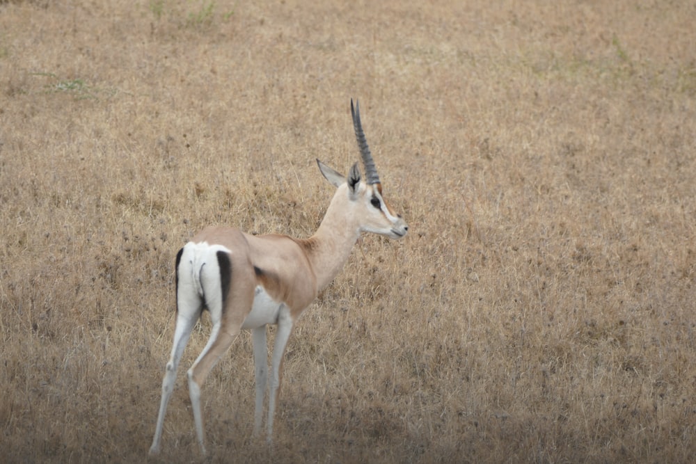 an antelope standing in a field of dry grass