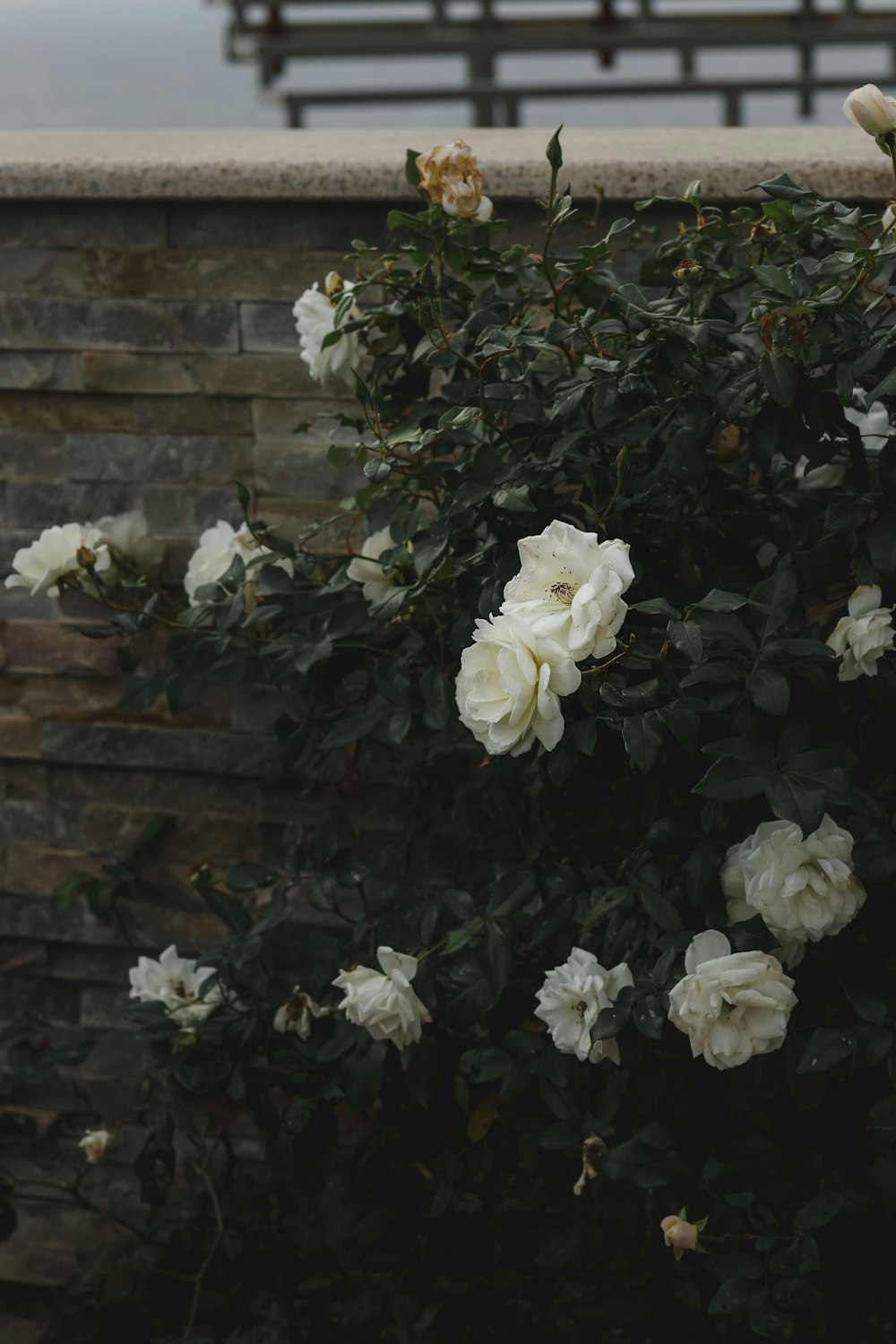 a bush with white flowers next to a brick wall