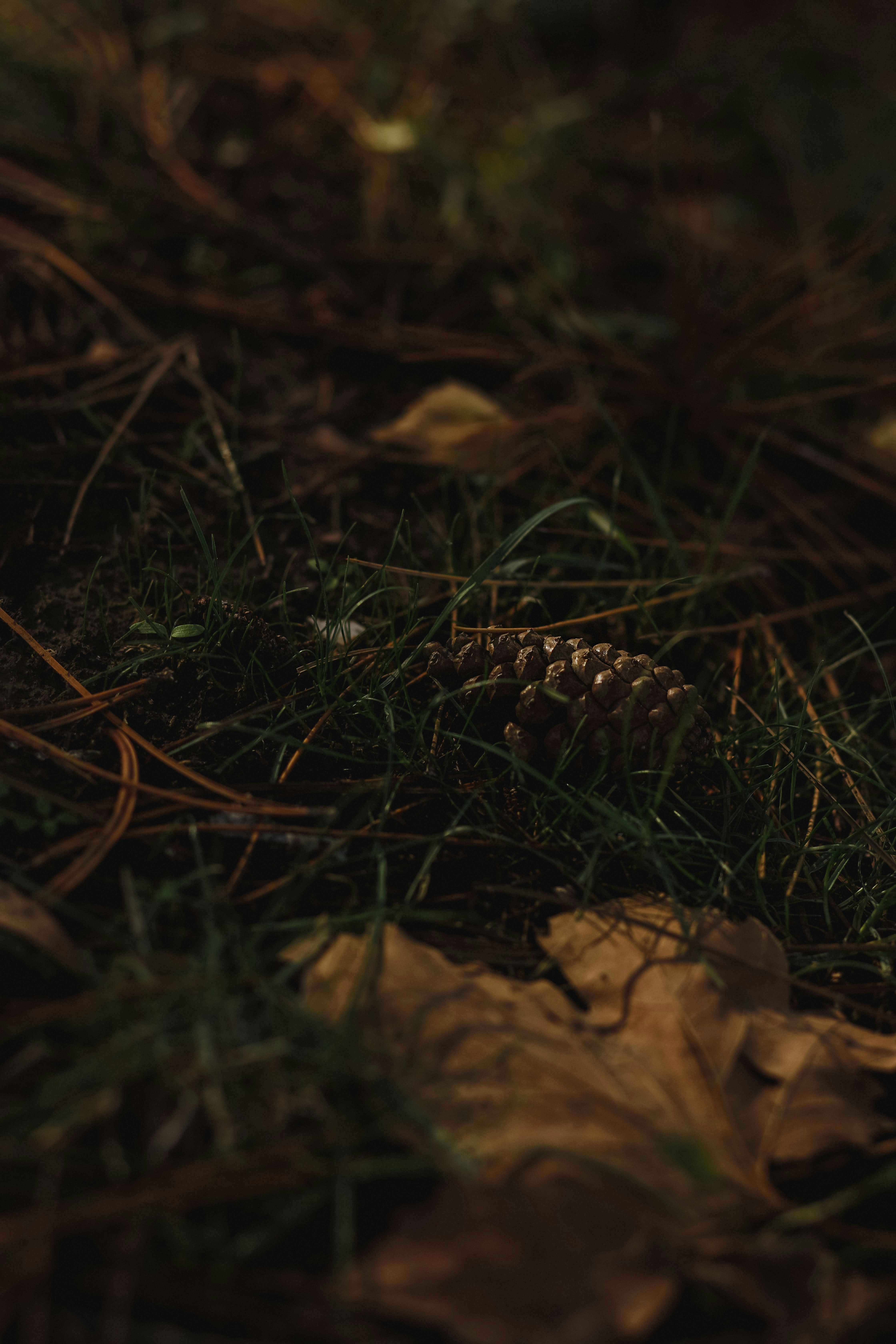 Photo by ankumpan