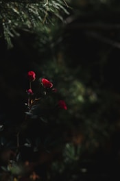 Red roses in bloom are surrounded by dark, lush foliage. The setting is dimly lit, creating a dramatic contrast between the vibrant red petals and the shadowy greens. Delicate branches and leaves extend from the main stem, adding depth to the scene.