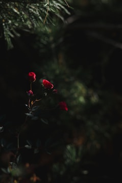 Red roses in bloom are surrounded by dark, lush foliage. The setting is dimly lit, creating a dramatic contrast between the vibrant red petals and the shadowy greens. Delicate branches and leaves extend from the main stem, adding depth to the scene.