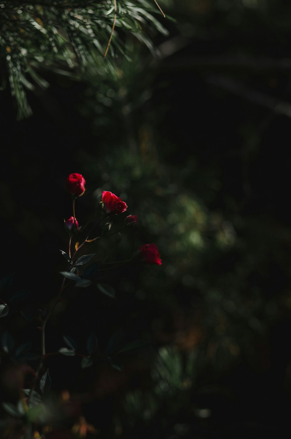 a bunch of red roses sitting on top of a tree