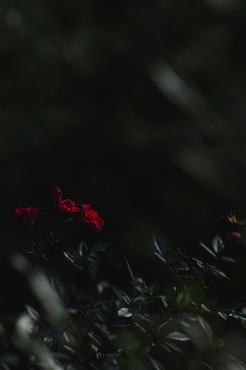 some red flowers in a bush with green leaves