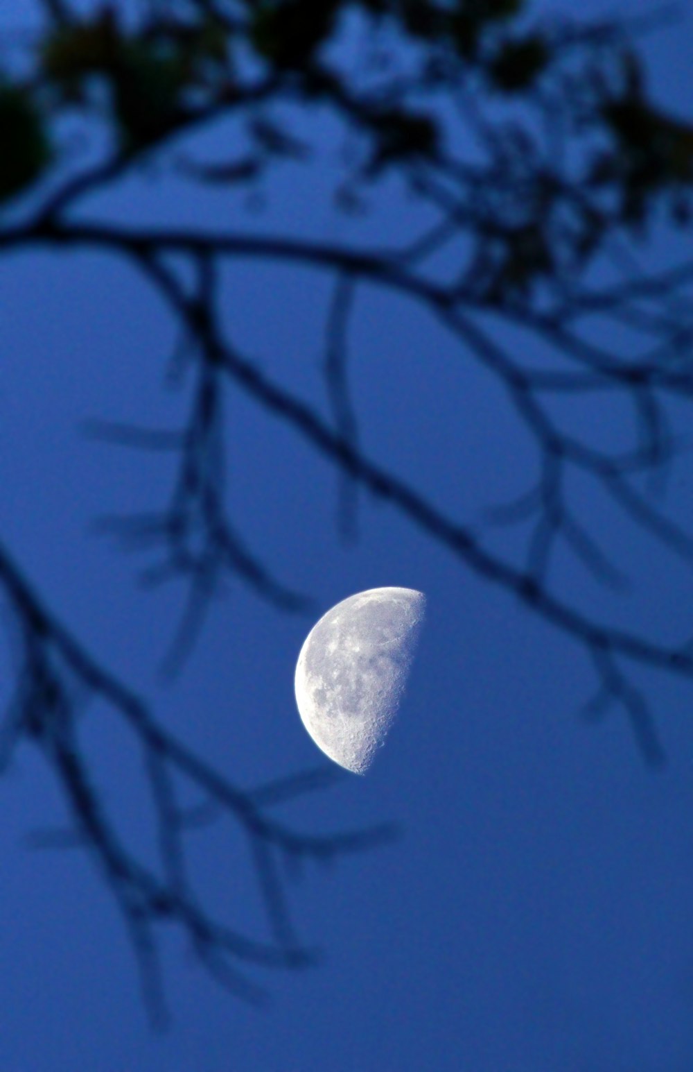 the moon is seen through the branches of a tree