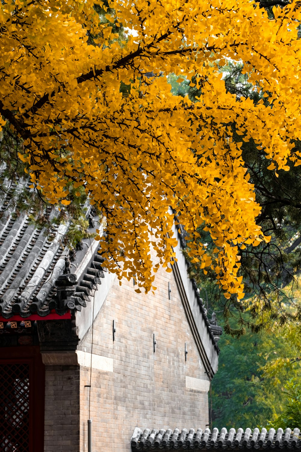 a tree with yellow leaves in front of a building