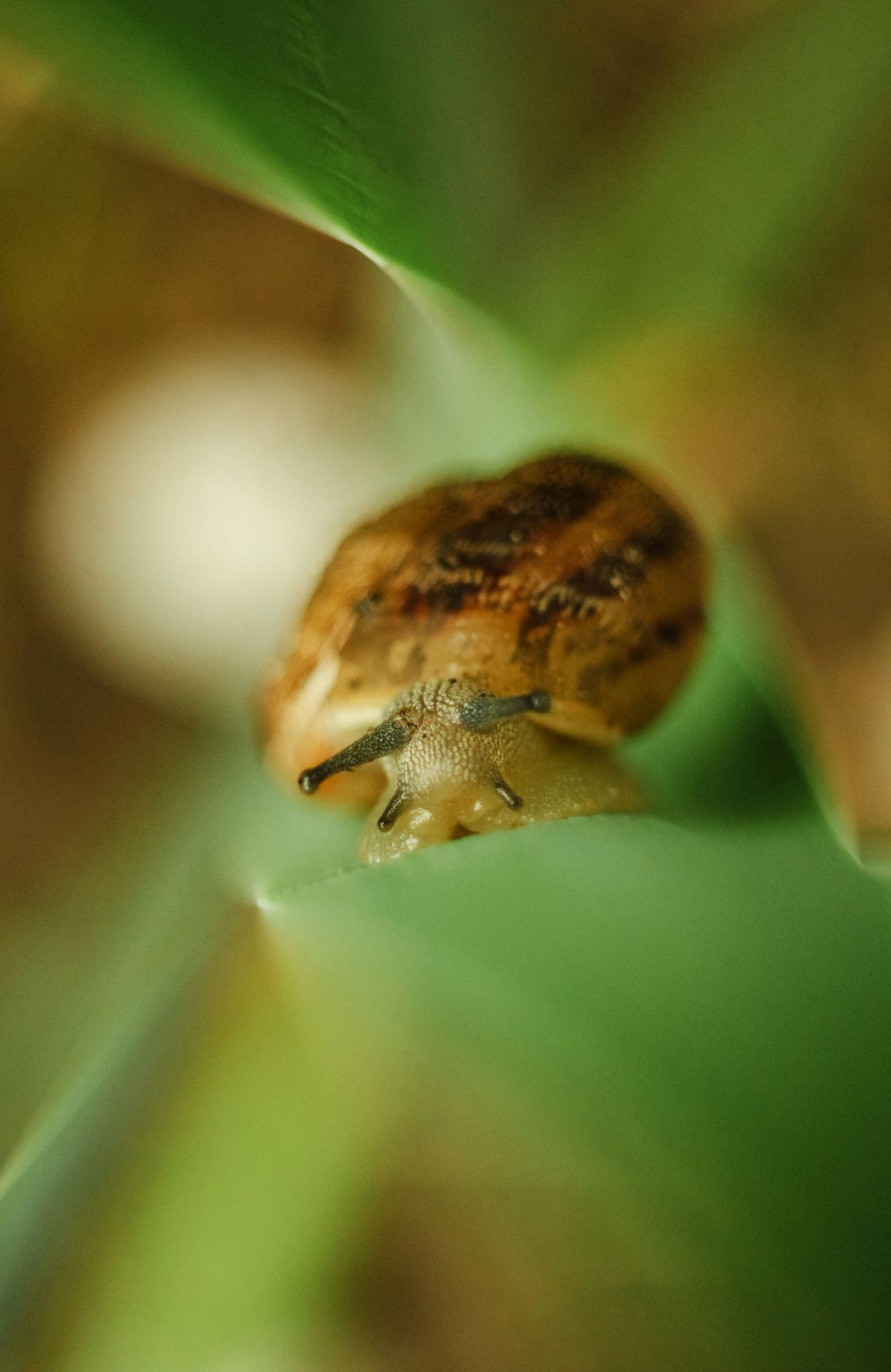 a close up of a snail on a leaf