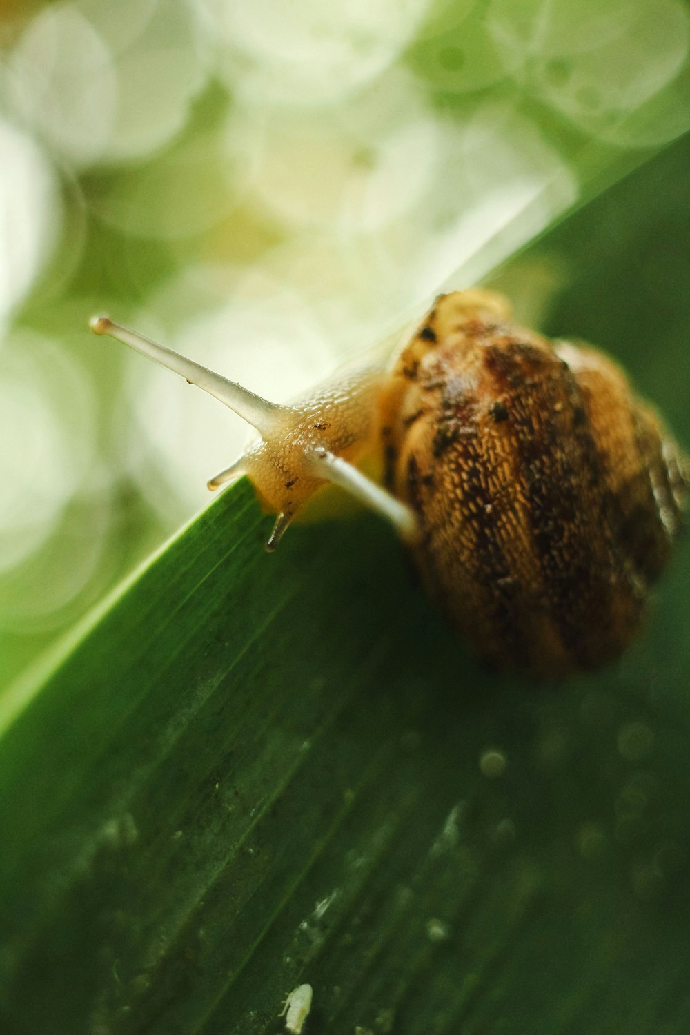 a close up of a snail on a leaf