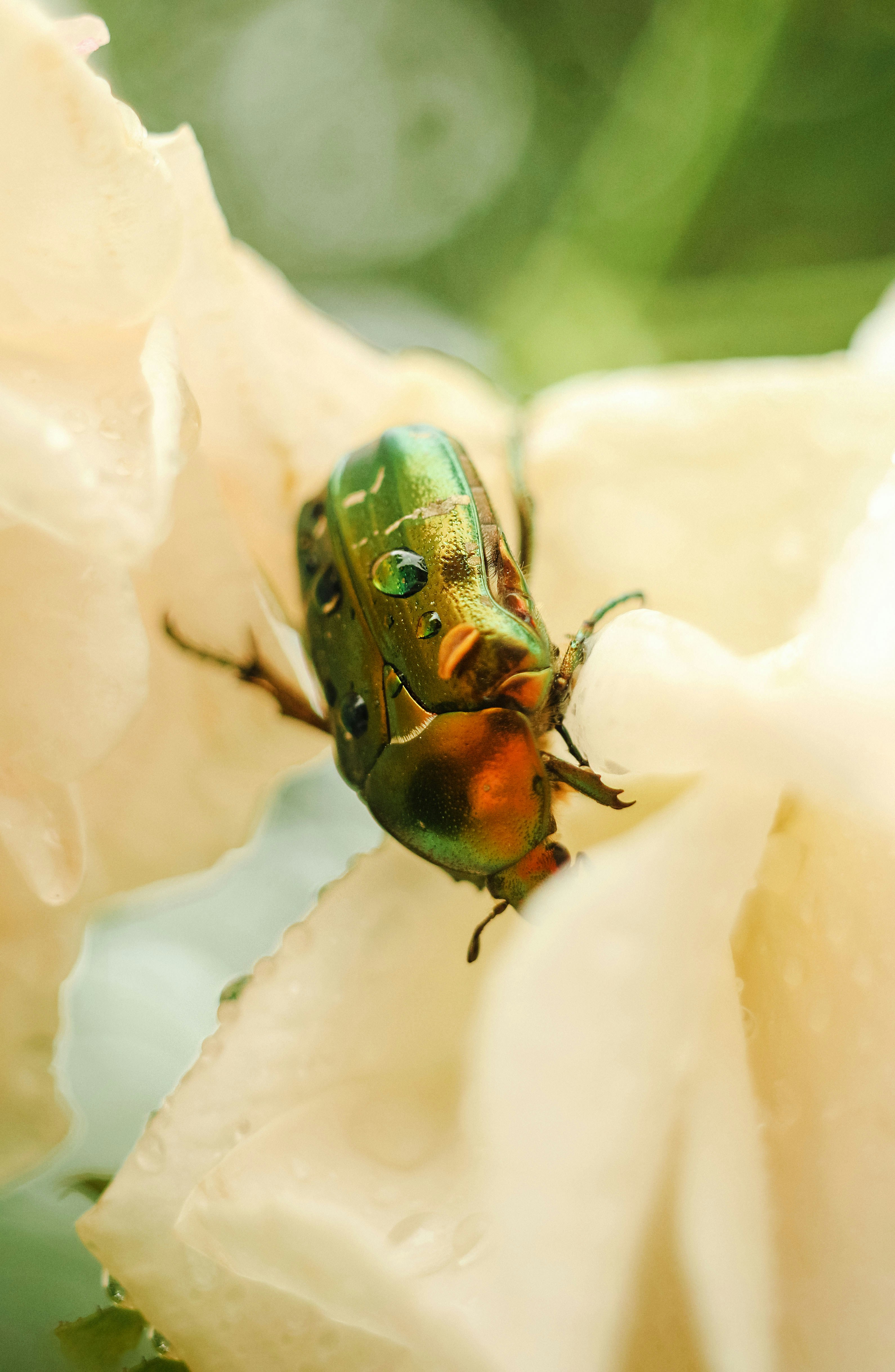 A green bug sitting on top of a white flower photo – Free Flowers Image ...