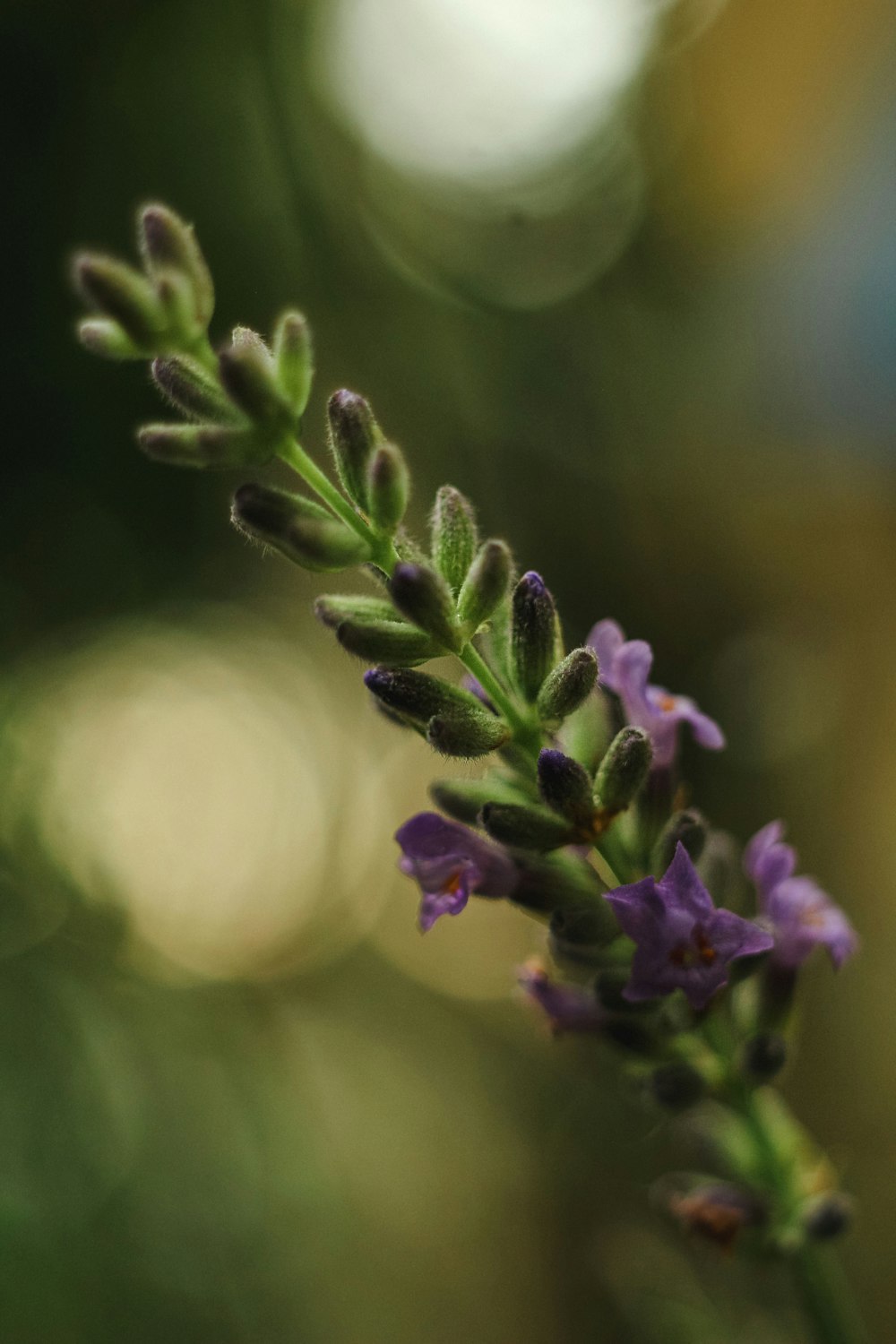 a close up of a purple flower with blurry background