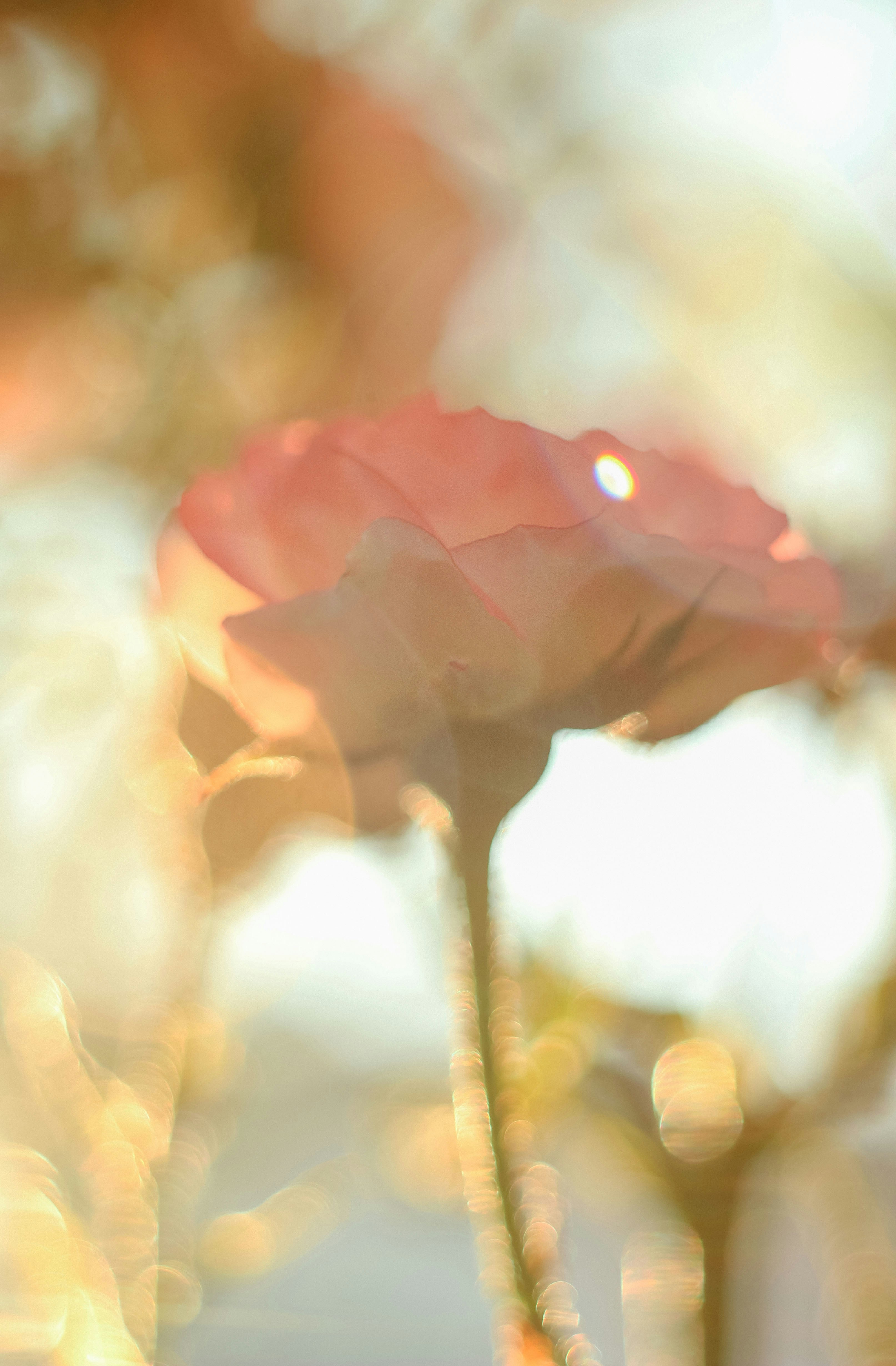 Photo by ankumpan