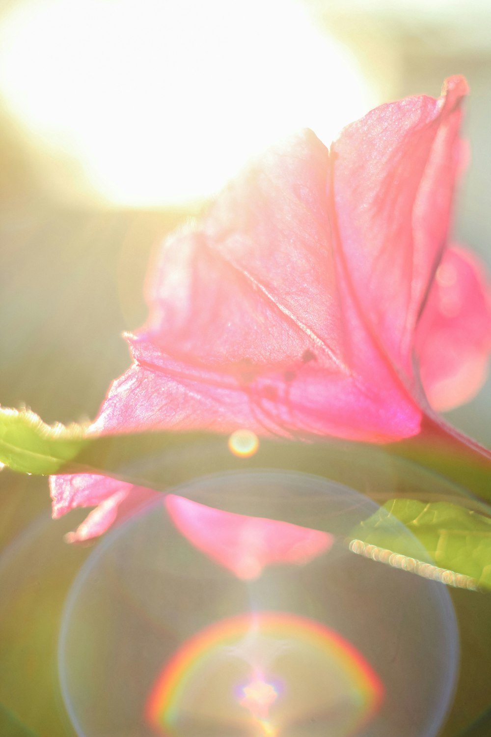 a pink flower sitting on top of a green leaf