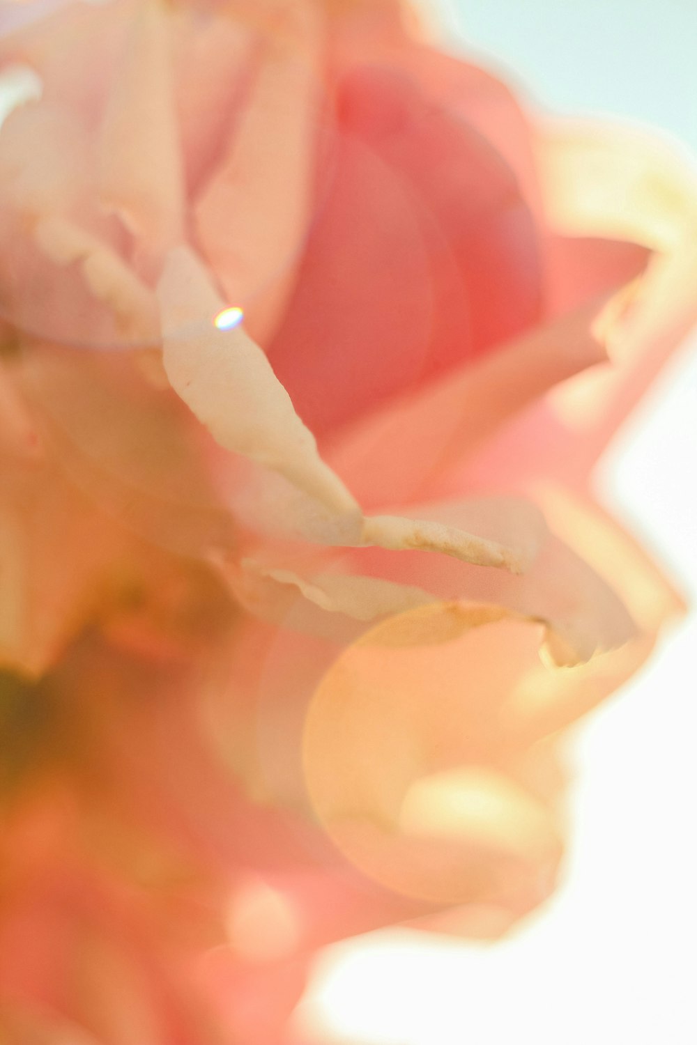 a blurry photo of a pink rose