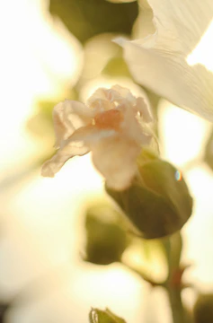 Close-up of a delicate orchid bud bathed in soft morning light, highlighting its gentle curves.