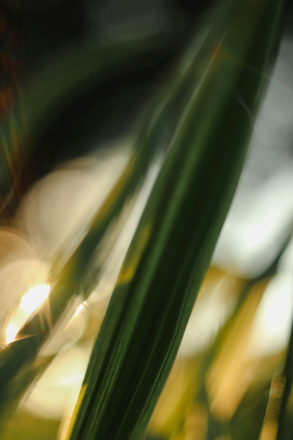 a close up of a plant with a blurry background