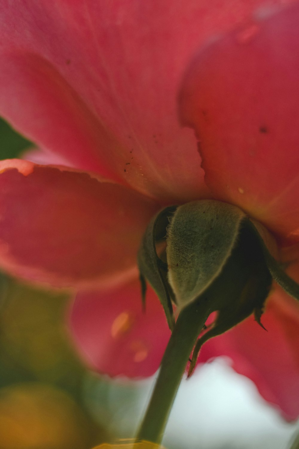 a close up of a pink flower with a blurry background