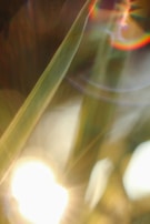 Light and colors create a dreamy, abstract composition with blurred lines and bright bokeh effects. Green and yellow hues dominate the scene, suggesting natural elements.