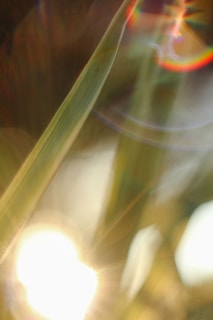 Light and colors create a dreamy, abstract composition with blurred lines and bright bokeh effects. Green and yellow hues dominate the scene, suggesting natural elements.