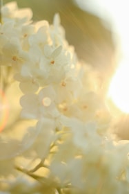 Close-up of delicate floral patterns with ethereal light and subtle textures.