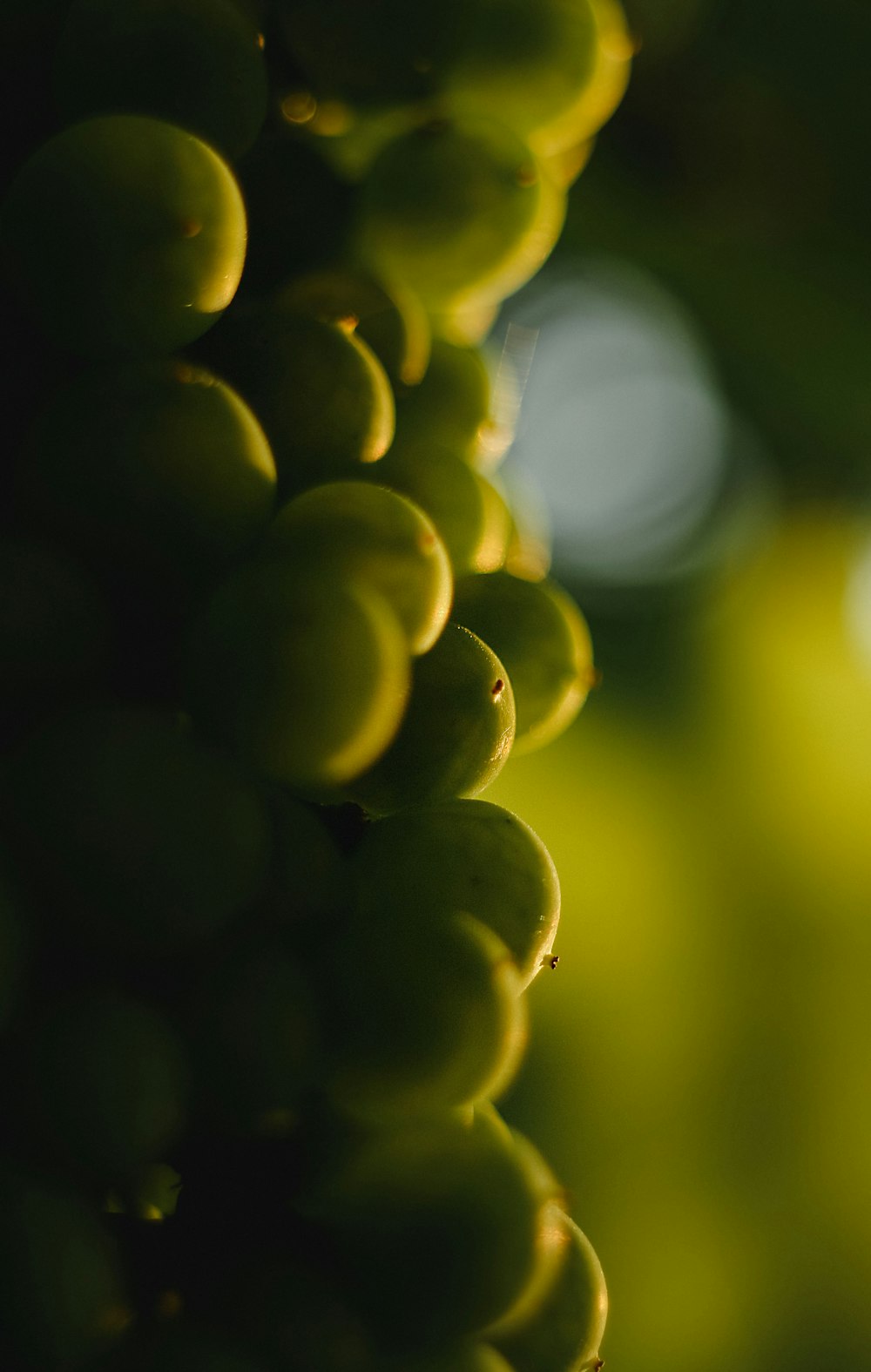 a close up of a bunch of grapes